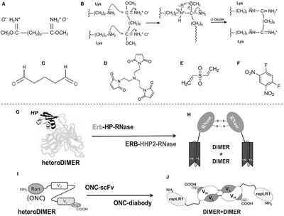 Biological Activities of Secretory RNases: Focus on Their Oligomerization to Design Antitumor Drugs